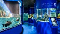 Музей Мирового океана — «Планете Океан» исполнился год