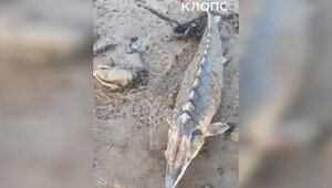 На берегу Куршской косы нашли крупного осетра, популяцию которого восстанавливают в Балтике (видео)  