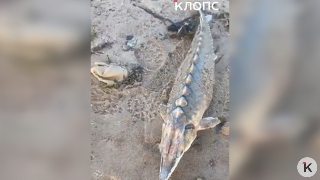 На берегу Куршской косы нашли крупного осетра, популяцию которого восстанавливают в Балтике (видео)  