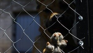 В России запустят госсервис, через который можно будет забрать животное из приюта
