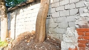 В Калининграде клён опасно балансирует на обнажённых корнях у дороги в детский сад (фото) 