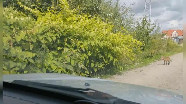 Не кормить и не контактировать: в посёлке в Гурьевском округе заметили семейку лис, как себя вести, объяснила зоолог (фото)  