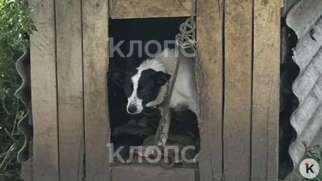 В Калининградской области ещё один хаски едва не погиб по вине живодёрки: на этот раз удалось спасти его и ещё двух собак  
