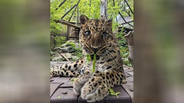 «В зоопарке был стандарт, чем питался леопард»: музыкальный дайджест калининградских событий за неделю (видео) 