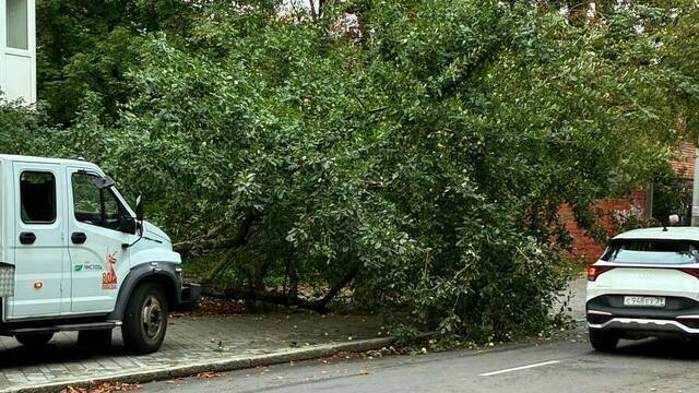 На Чайковского рухнувшая яблоня перегородила тротуар по пути к зоопарку (фото)