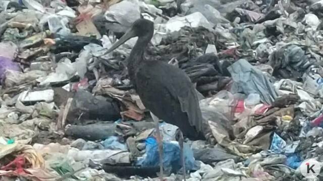 На мусорном полигоне в Калининградской области бродит похожий на трубочиста одинокий аист (фото)  