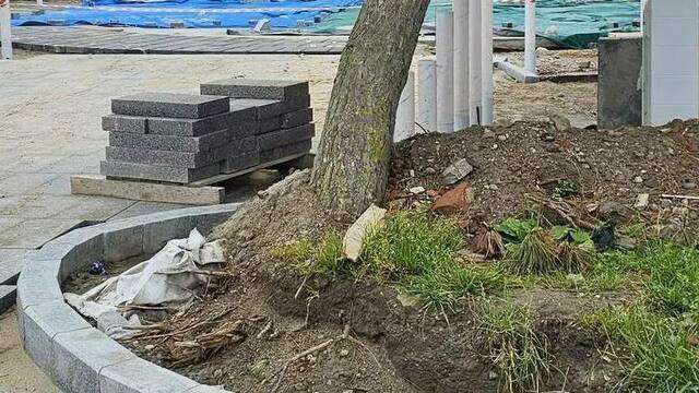 В Зеленоградске после жалобы экоактивистов завели дело на подрядчика, повредившего корни 19 деревьев (фото)