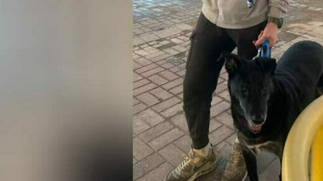 В Калининграде 33-летний отшельник из Петербурга живёт в палатке после расставания с любимой, ради которой бросил всё  