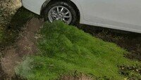 Калининградец приезжал в Полесский район, чтобы воровать туи из питомника  