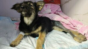 Переломы позади: сбитую машиной дворняжку Еву, на лечение которой калининградцы собирали деньги, забрали в семью