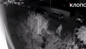 В Калининграде ночная воришка нагло оборвала в чужом дворе клумбы с роскошными розами и гортензиями (видео)  