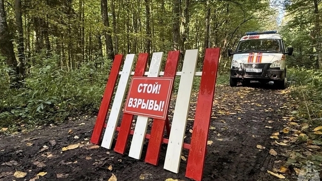 Грибник нашёл в лесу под Правдинском три немецкие авиабомбы времён войны (фото, видео)