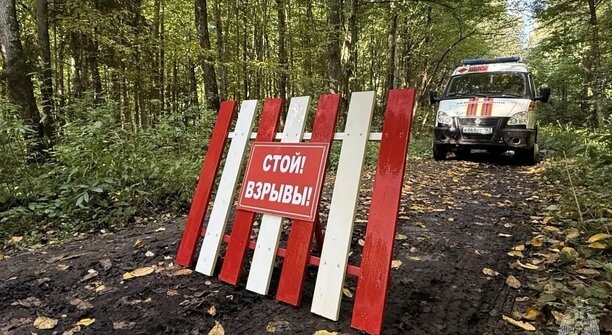 Грибник нашёл в лесу под Правдинском три немецкие авиабомбы времён войны (фото, видео)