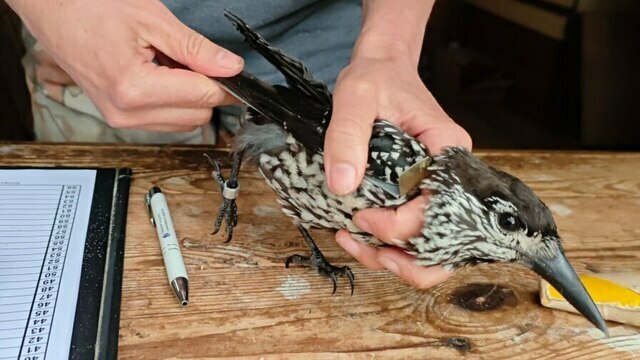 На Куршской косе объявился редкий гость из таёжных лесов с длинным клювом (фото) 