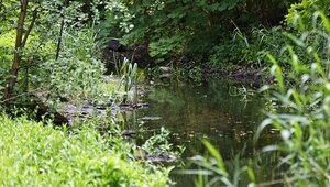 В Калининграде 44 человека попались на сбросе сточных вод в Северный ручей, впадающий в Верхнее озеро