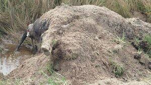 Под Калининградом несколько дней разлагается сбитая корова, которую для маскировки едва присыпали песком (фото) 