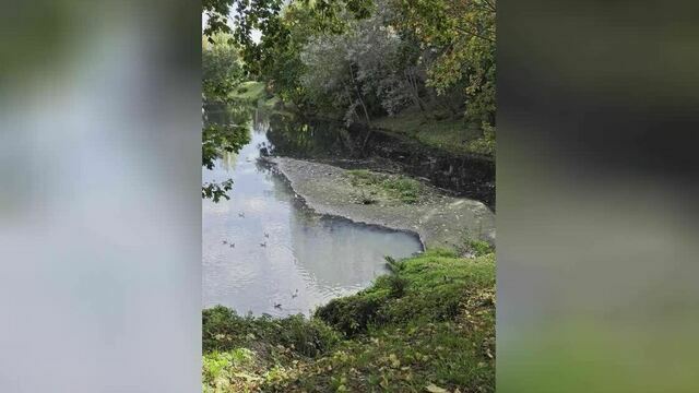 Ялтинский пруд в Калининграде снова несусветно воняет (видео)