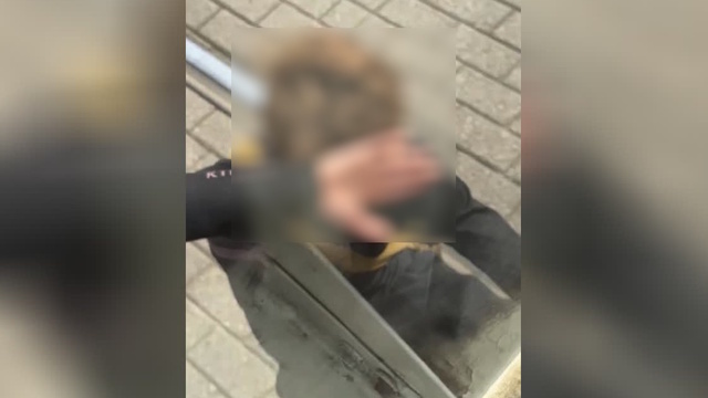 Плевался и обзывал обезьяной: в центре Калининграда снова катался на трамвайной «колбасе» подросток (видео)