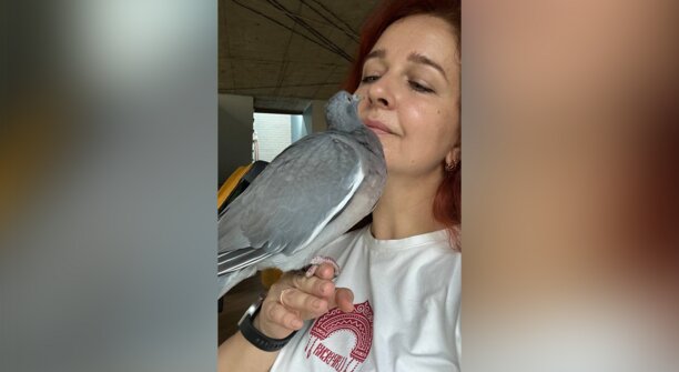 Повздорил с какаду, искал новую семью, но остался верен хозяйке: калининградка вырастила вяхиря из яйца (фото, видео) 