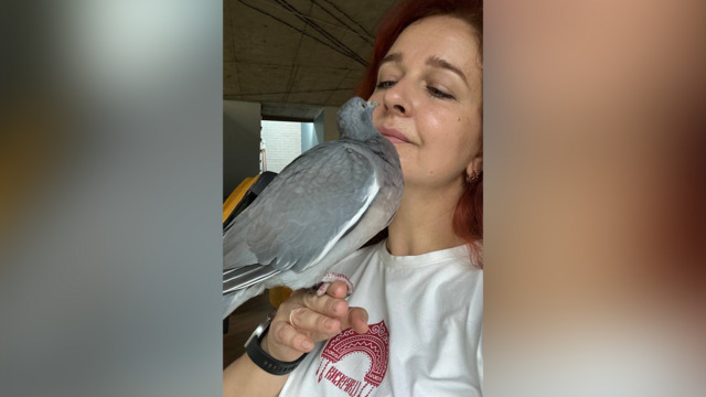 Повздорил с какаду, искал новую семью, но остался верен хозяйке: калининградка вырастила вяхиря из яйца (фото, видео) 