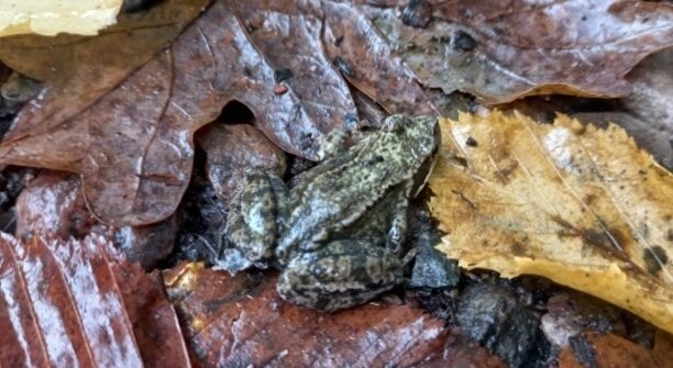 В Калининградской области появились мигранты-амфибии, водителей просят снижать скорость (фото, видео)  