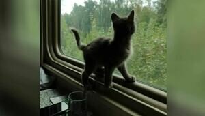 Чуча-путешественница: кошка, родившаяся в зоне СВО, сбежала из Гурьевска в Калининград, но вернулась домой (фото)
