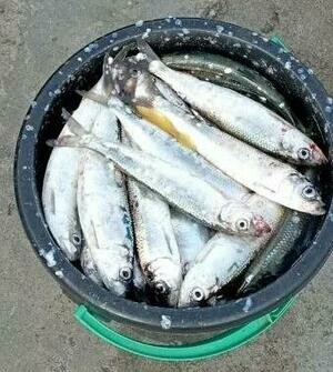 Салака на гастролях: калининградские рыбаки рассказали, кто и где клюёт сейчас в Балтийском море (фото)  