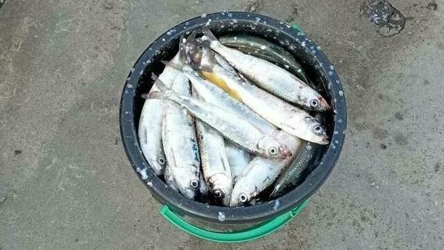 Салака на гастролях: калининградские рыбаки рассказали, кто и где клюёт сейчас в Балтийском море (фото)  