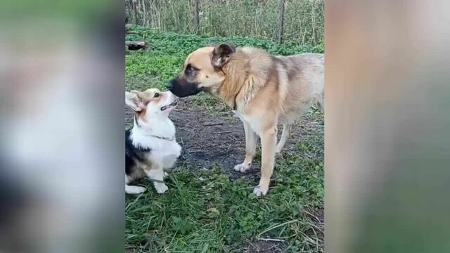 Был Рыжий общий, а стал наш: избитый в Калининграде бездомный пёс нашёл семью (фото, видео)