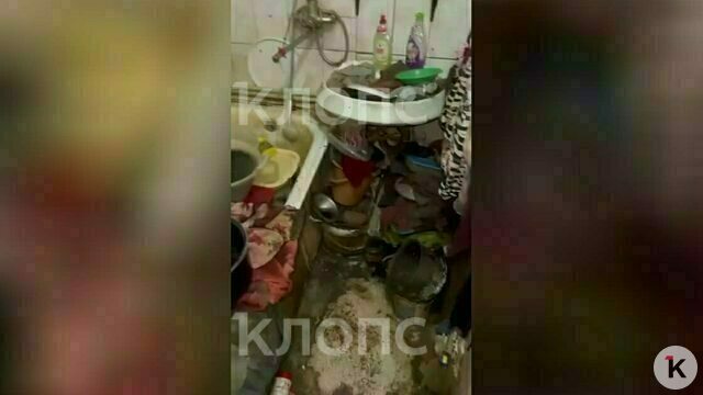 «На мой балкон течёт моча и падают опарыши»: в Калининграде хозяйка скопища кошек плодит тараканов и кидается на соседей (видео)