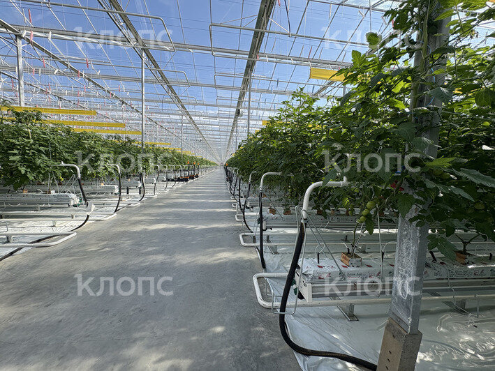 В Калининградской области на 5,3 га открылась теплица для выращивания помидоров и баклажанов (фото)   - Новости Калининграда | Фото: София Сафронова / «Клопс»