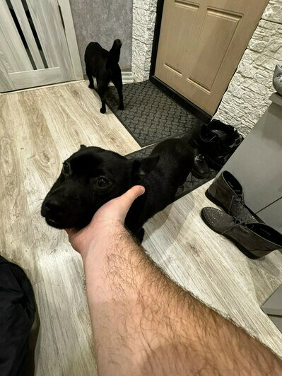 Чёрный пёсик ищет дом  | Фото: Андрей 