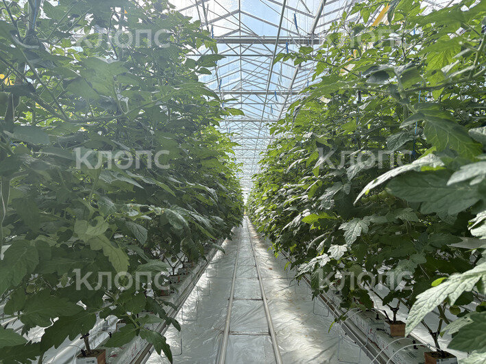 В Калининградской области на 5,3 га открылась теплица для выращивания помидоров и баклажанов (фото)   - Новости Калининграда | Фото: София Сафронова / «Клопс»
