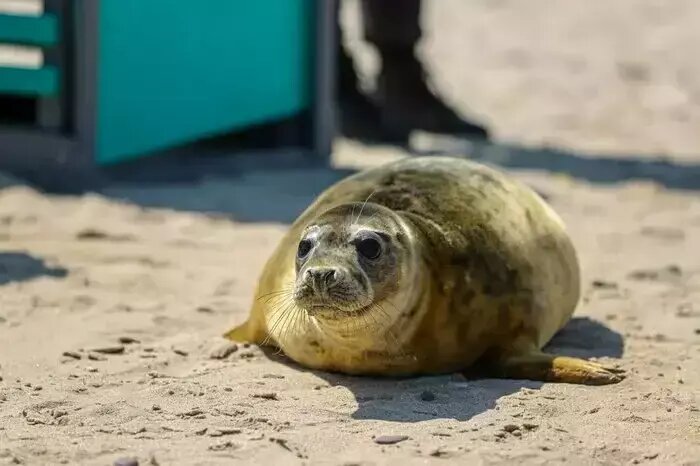 "Сердце морей" спасает попавших в беду тюленят | Фото: пресс-служба БФУ им. И. Канта