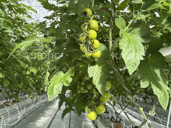 В Калининградской области на 5,3 га открылась теплица для выращивания помидоров и баклажанов (фото)   - Новости Калининграда | Фото: София Сафронова / «Клопс»