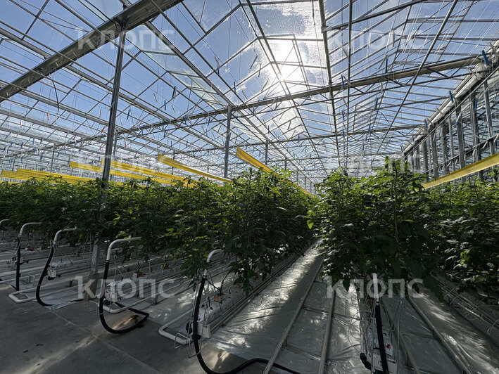 В Калининградской области на 5,3 га открылась теплица для выращивания помидоров и баклажанов (фото)   - Новости Калининграда | Фото: София Сафронова / «Клопс»