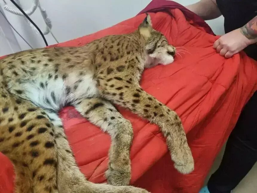 Волонтеры "Биосферы Балтики" пытались спасти даже раненую рысь | Фото: группа "Биосферы Балтики" в "ВКонтакте"