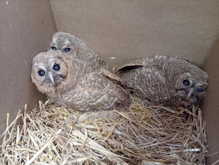 Организация помогает разным диким животным | Фото: группа "Биосферы Балтики" в "ВКонтакте"