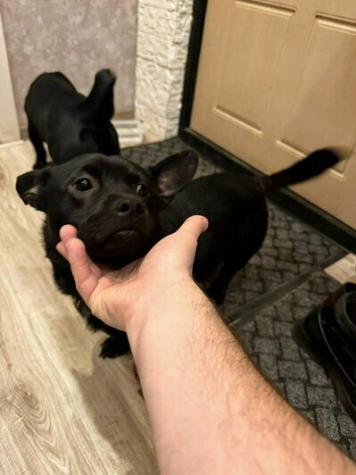 Чёрный пёсик ищет дом  | Фото: Андрей 