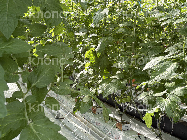 В Калининградской области на 5,3 га открылась теплица для выращивания помидоров и баклажанов (фото)   - Новости Калининграда | Фото: София Сафронова / «Клопс»