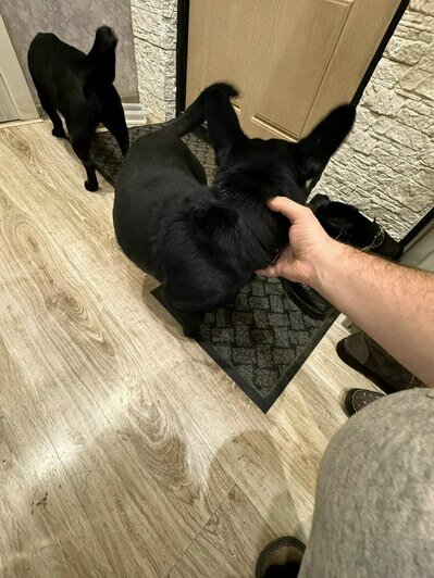 Чёрный пёсик ищет дом  | Фото: Андрей 