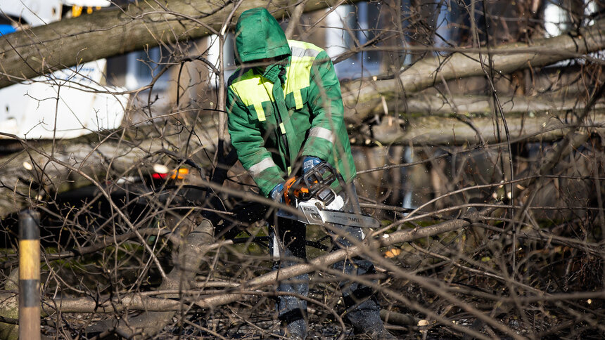 В Калининграде после общегородского субботника введут мораторий на обрезку деревьев - Новости Калининграда | Фото: Александр Подгорчук / Архив «Клопс»