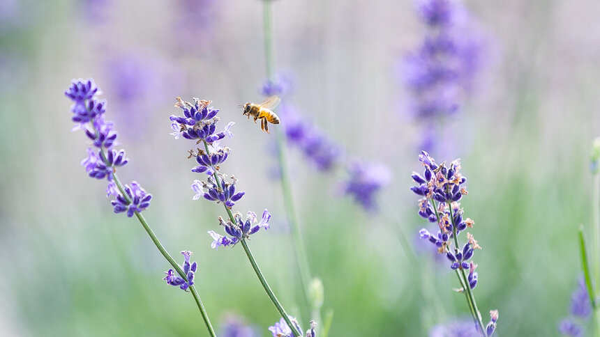 На пасеке в Гвардейском районе неправильные пчёлы делали неправильный мёд - Новости Калининграда | Фото: Александр Подгорчук / Архив «Клопс»