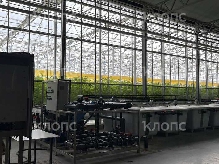 В Калининградской области на 5,3 га открылась теплица для выращивания помидоров и баклажанов (фото)   - Новости Калининграда | Фото: София Сафронова / «Клопс»