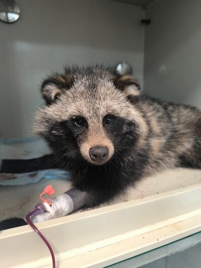 Организация помогает разным диким животным | Фото: группа "Биосферы Балтики" в "ВКонтакте"