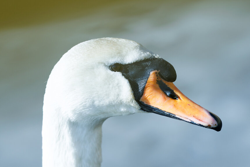 1 апреля - Международный день птиц | Фото: Александр Мелехов