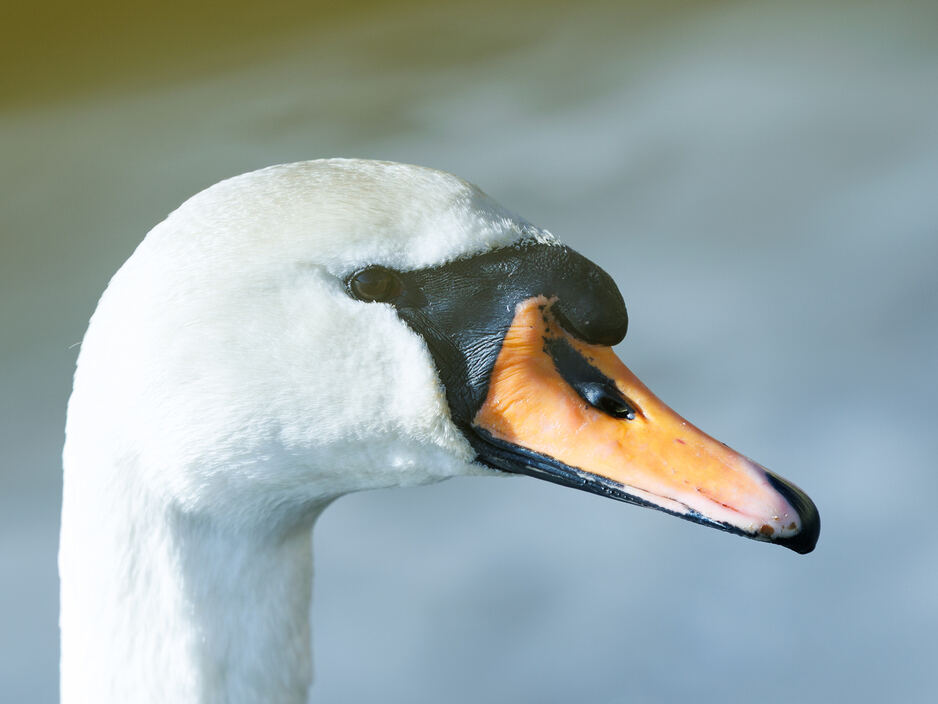 1 апреля - Международный день птиц