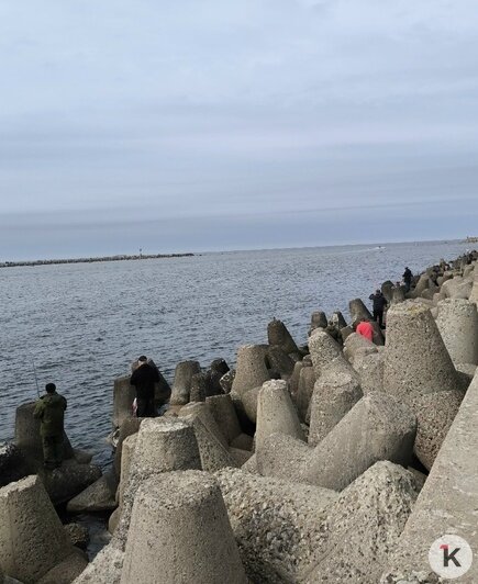В Балтийске салаку можно с берега ловить руками — путина стартовала (видео)   - Новости Калининграда | Фото: Василий Иода