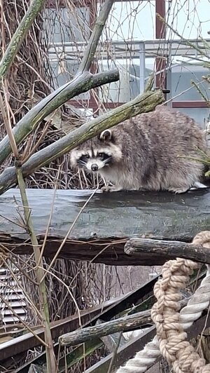 Туристов с Крайнего Севера в Калининграде удивили деревья с зелёными шариками, мороженое с рыбой и янтарные тараканы - Новости Калининграда | Фото: личный архив героинь публикации