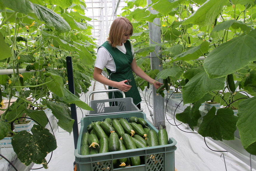 В Калининградской области за последние пять лет выращиванием огурцов занимались в 14 муниципалитетах   | Фото: архив "СК"